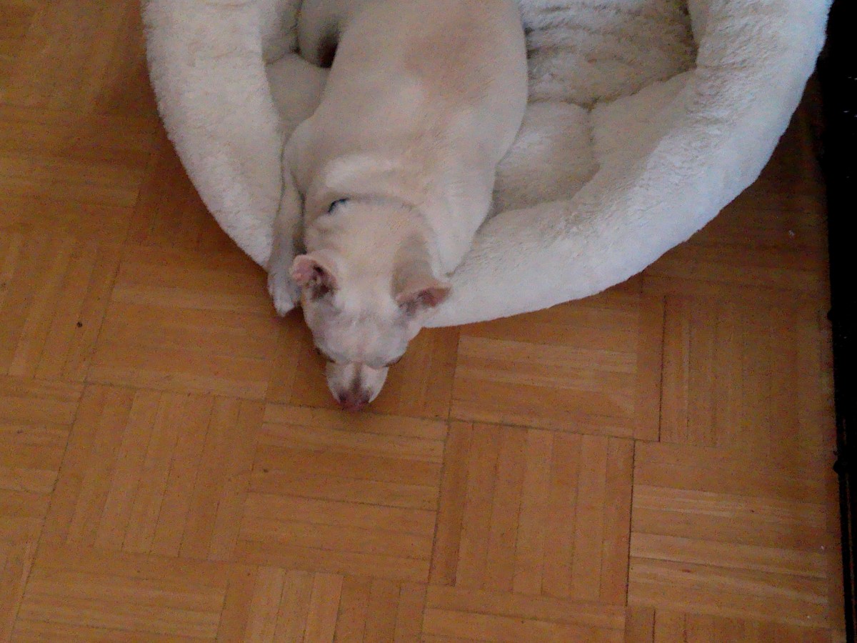 Gus