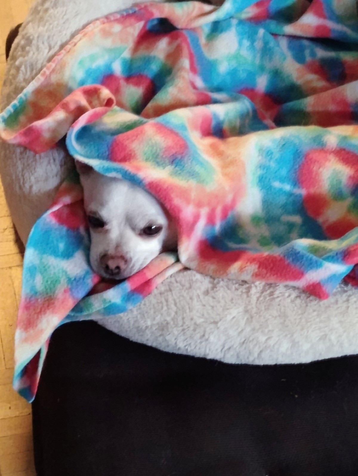 Gus