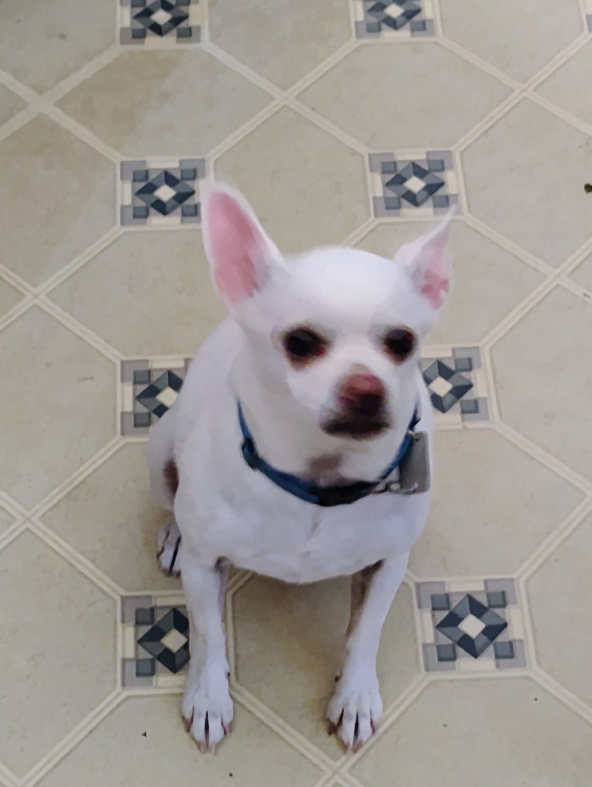 Gus